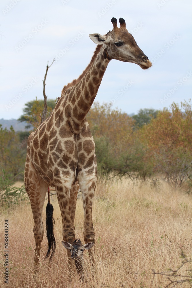 Giraffe and Calf Giraffe and Calf