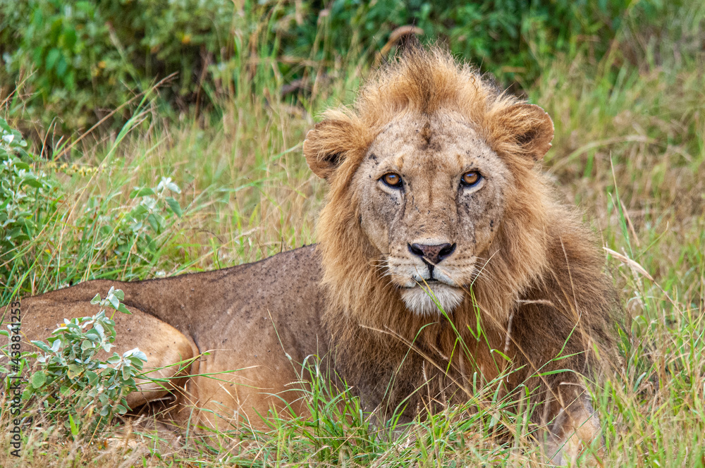 Lion - wildlife in Africa Kenya in the middle of the land Lion - wildlife in Africa Kenya in the middle of the land