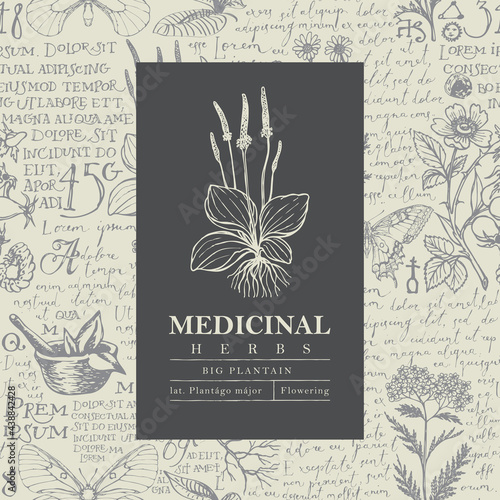Beautiful vector label or banner with Big plantain on a hand-drawn background with medicinal herbs and handwritten text Lorem Ipsum. Botanical illustration in retro style for pharmacy, herbal medicine