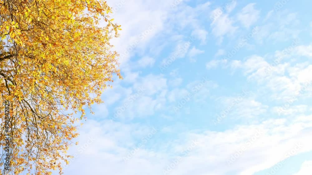 yellow trees with golden foliage in an autumn park against a background of blue sky, natural landscape, the concept of a healthy lifestyle, good autumn mood yellow trees with golden foliage in an autumn park against a background of blue sky, natural landscape, the concept of a healthy lifestyle, good autumn mood