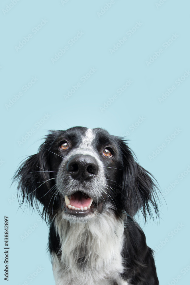 Portrait happy and smiling border collie dog. Isolated on blue background Portrait happy and smiling border collie dog. Isolated on blue background
