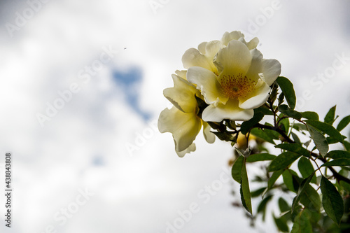 White flowers of a tree