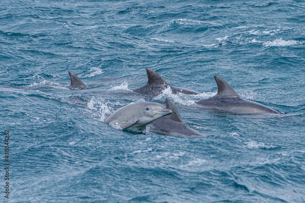 Fototapeta premium 天草 イルカウオッチングクルーズ