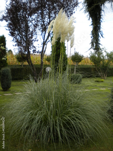 A plant of Cortaderia Selloana Pumila, or Pampas Grass, in a garden photo