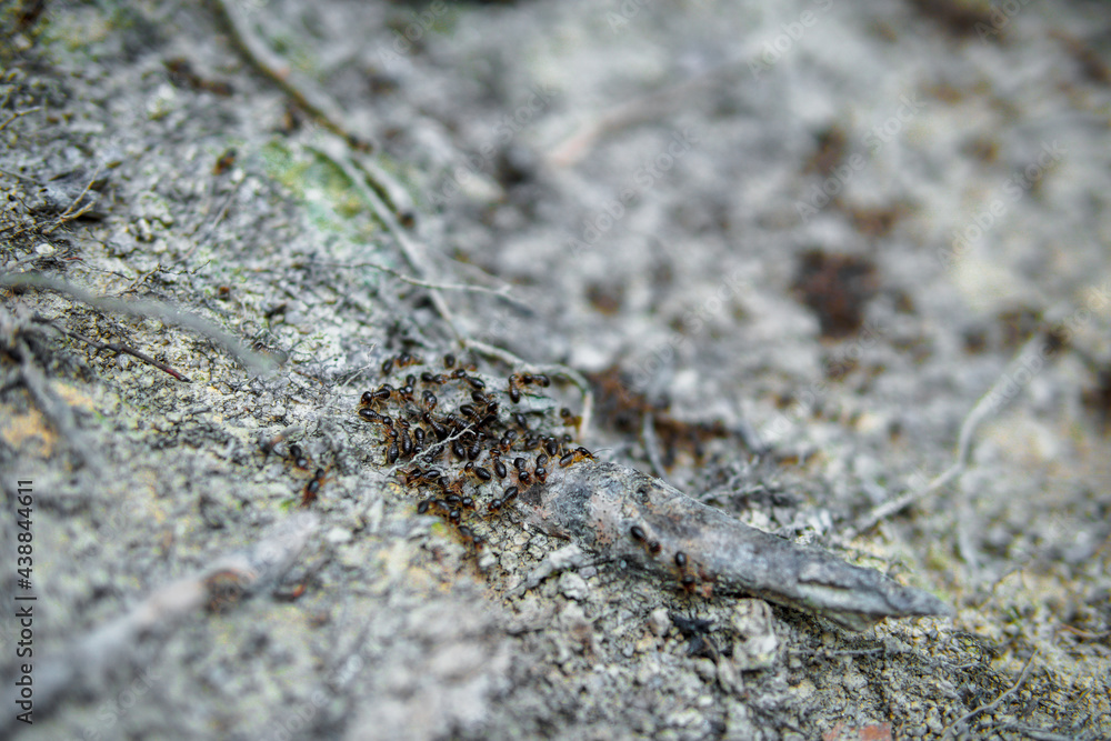 Fototapeta premium Background, ants running, ants cord, many ants fast on dirt road