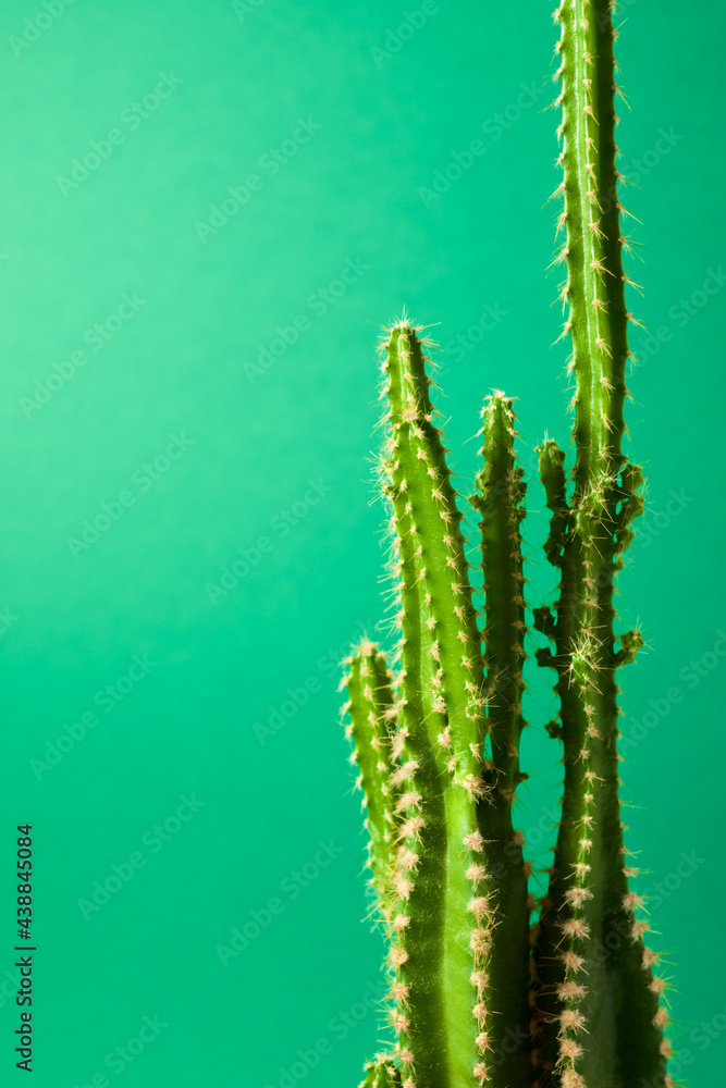 Cactus close up Cactus close up