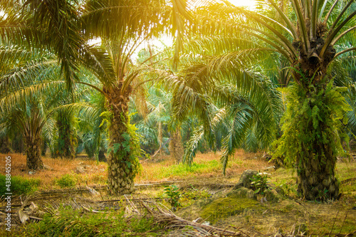 Palm oil plantation and morning sunlight