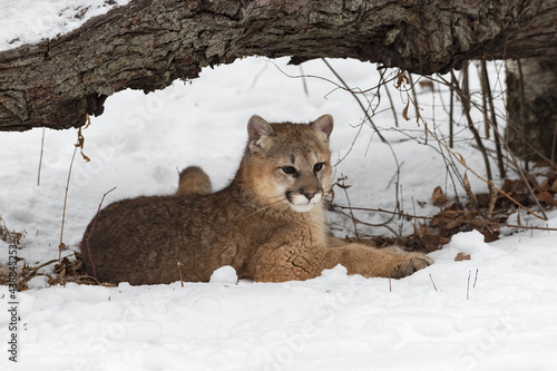 Female Cougar  Puma concolor  Lies Alone Under Log Winter