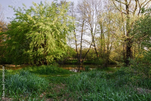 In the morning at the lake Slanaky by the river Odra near Studenka. Reflection on the water. Northern Moravia. Czechia. Europe.  photo