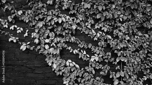 Green leaves pattern for background in the garden park in black and white tone with copy space on left. Vine, Creeping plant growth on wall Natural wallpaper, Beauty of Nature concept