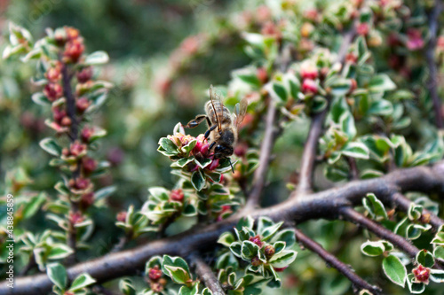 Obraz na płótnie Bee on the cotoneaster flowers w salonie