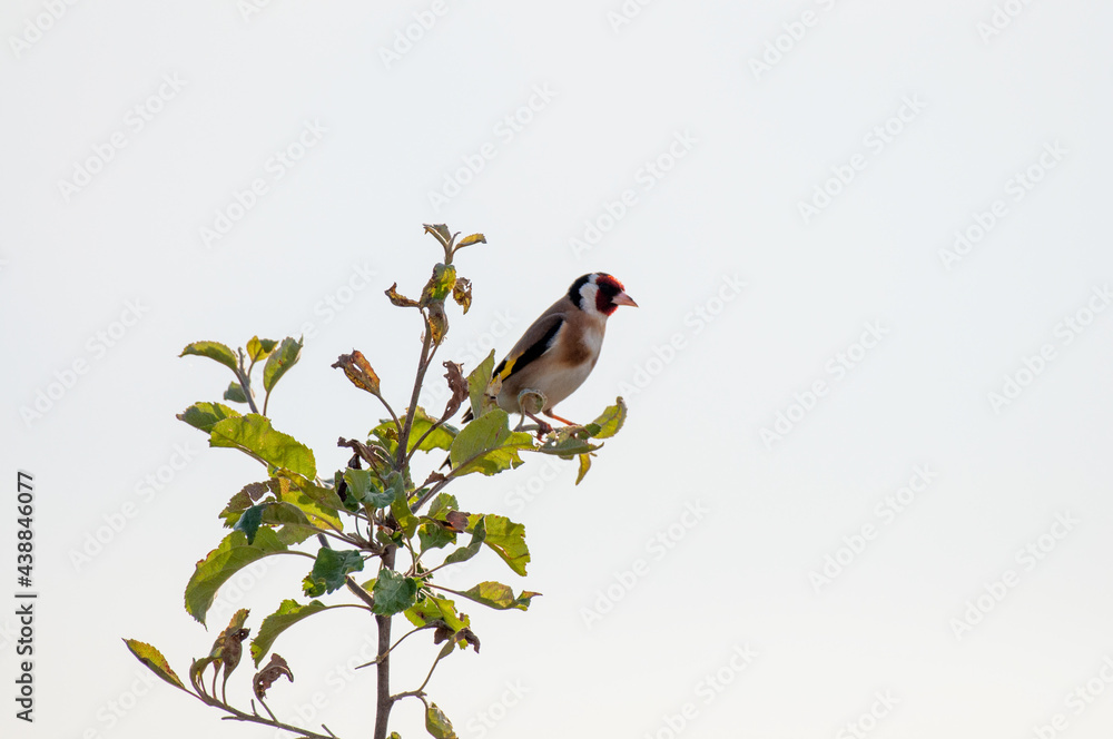 Funny Birds oriole striglitz wagtail blackbird beautiful fly without wings Funny Birds oriole striglitz wagtail blackbird beautiful fly without wings