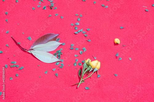 petalos y flores amarilla en suelo fucsia