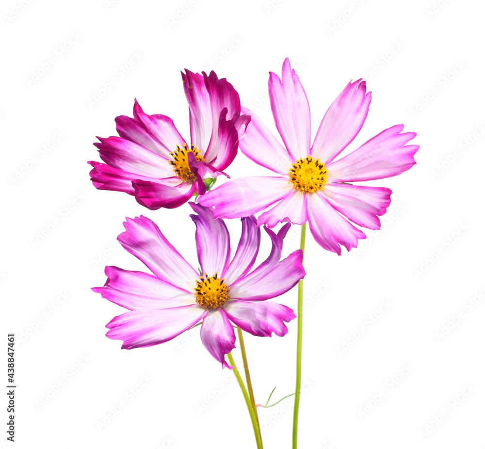 garden flowers on green stems, pink petals, white background. cosmos buds. garden flowers on green stems, pink petals, white background. cosmos buds.