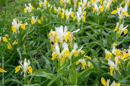 Obraz na plátně Corn-leaved juno iris (Iris bucharica)
