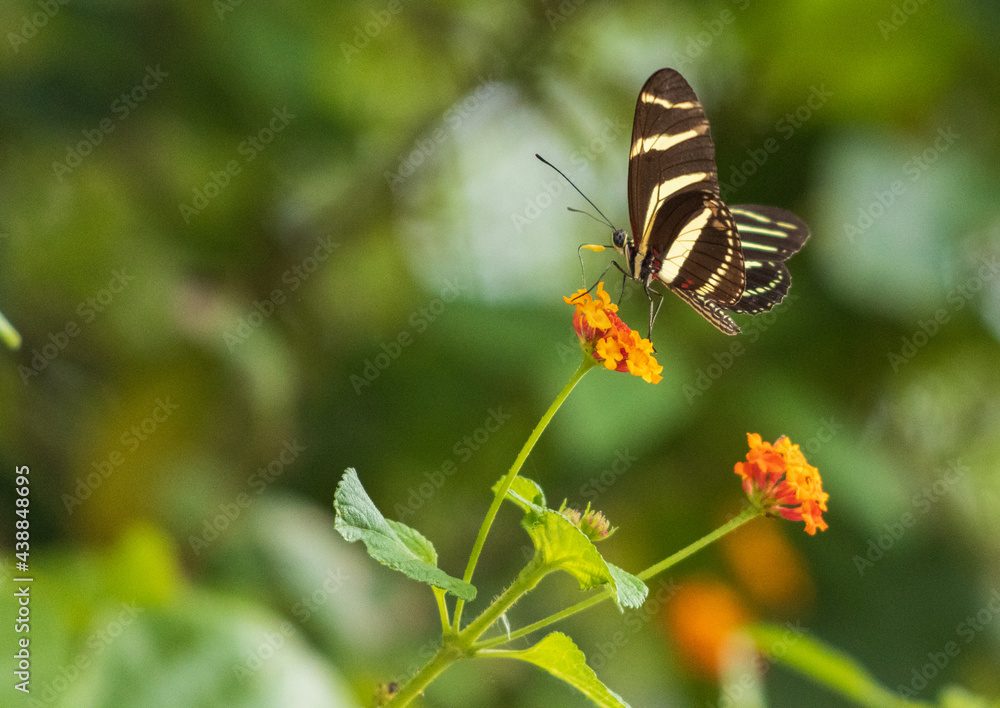 Mariposa con rayas de color amarillo claro y negro de pie sobre una flor con un fondo borroso Mariposa con rayas de color amarillo claro y negro de pie sobre una flor con un fondo borroso