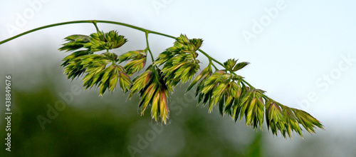 Cock's-foot // Gewöhnliches Knäuelgras (Dactylis glomerata) photo