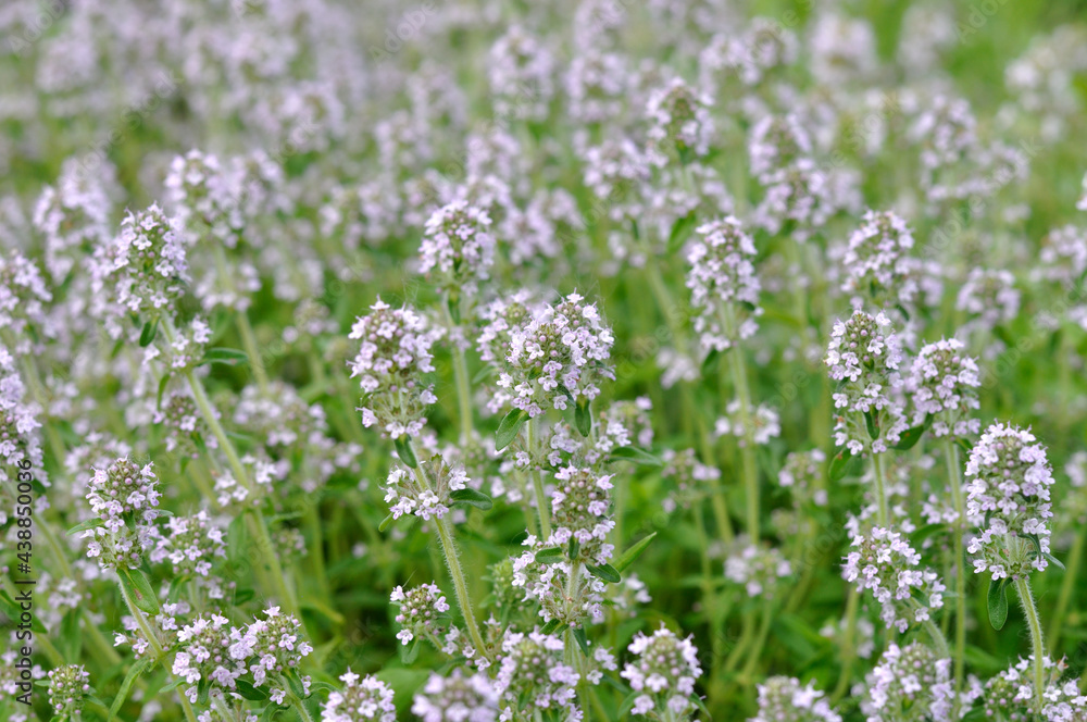 Obraz premium Close up of blooming wild thyme, purple flowers