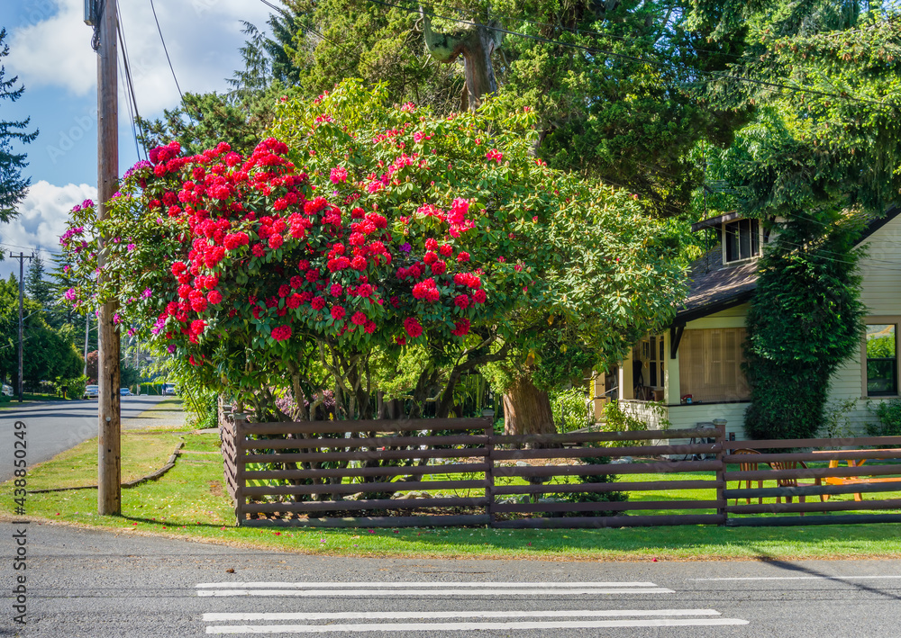 Fototapeta premium Red Corner Rhododendrons