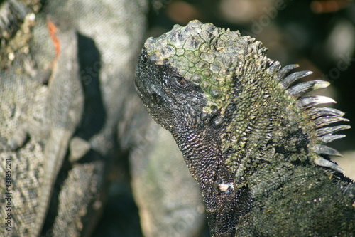 Close up of a marine iguana at Punta Espinoza, Fernandina Island, Galapagos, Ecuador photo