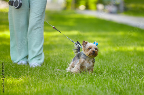 yorkshire terrier on a walk. a dog on a leash runs through the green grass