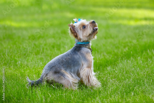 Beautiful Yorkshire Terrier dog on the green grass
