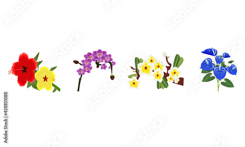 The flowers is blooming in Summer-Shoe Flower,Orchid,Frangipani,Anthuriums