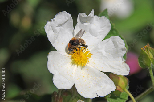 Fleurs de printemps et abeille