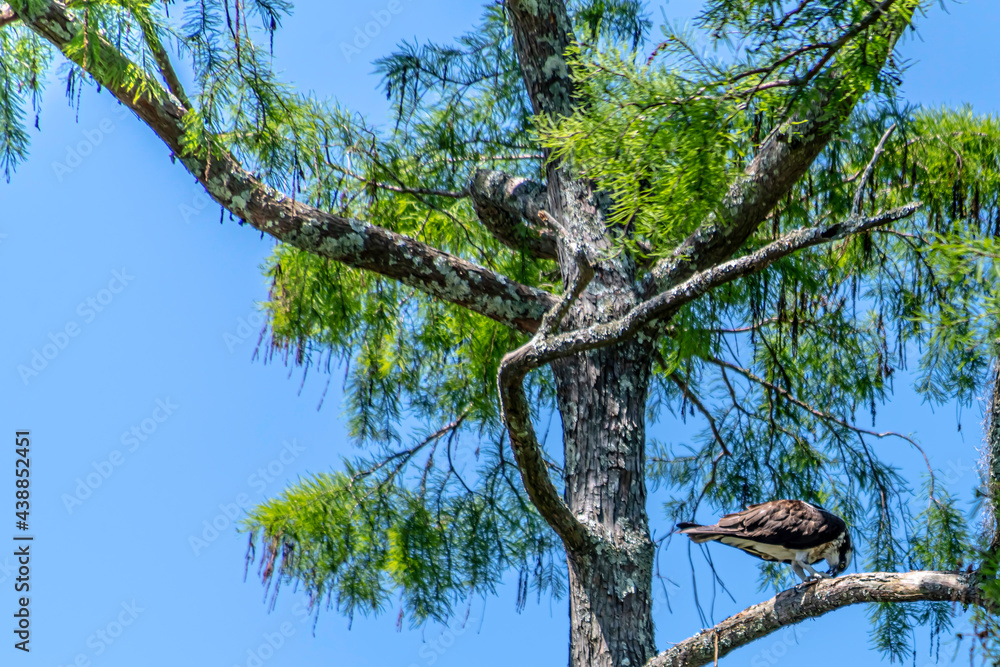 Fototapeta premium OSPREY PERCHED IN TREE