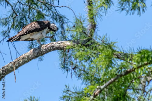 OSPREY PERCHED IN TREE