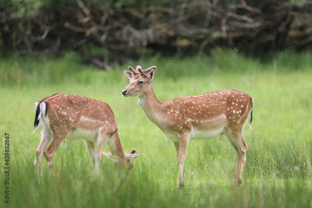 deers