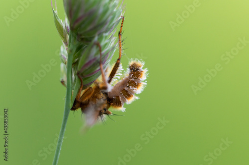 Champignon entomophage Entomophtora muscae ayant parasité tué un diptère Scatophaga stercoraria photo