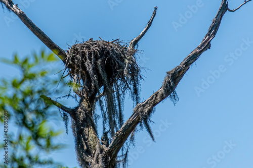 OSPREY NEST