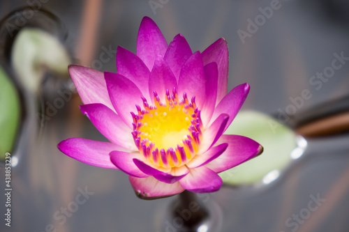 Pink lotus close up, Beautiful lotus