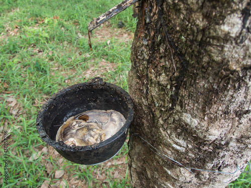 Cup lump rubber in Thailand