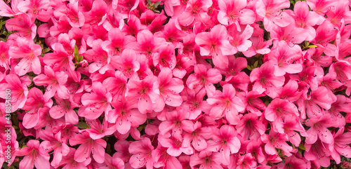 Fototapeta Naklejka Na Ścianę i Meble -  Pink rhododendron flowers in full screen. full frame of azalea  for background.
