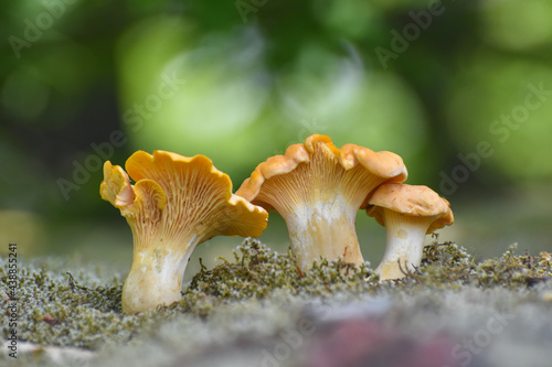 Cantharellus cibarius (commonly known as the chanterelle, golden chanterelle or girolle) Fungus in the natural environment. Mushroom in forest