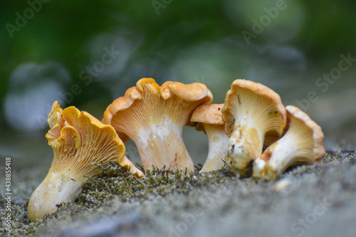 Cantharellus cibarius (commonly known as the chanterelle, golden chanterelle or girolle) Fungus in the natural environment. Mushroom in forest