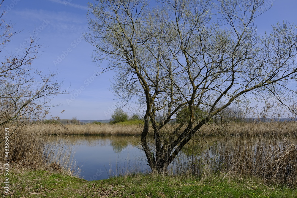 Großer Wörthsee im Naturschutzgebiet Mainaue bei Augsfeld, Stadt Haßfurt, Landkreis Hassberge, Unterfranken, Franken, Bayern, Deutschland Großer Wörthsee im Naturschutzgebiet Mainaue bei Augsfeld, Stadt Haßfurt, Landkreis Hassberge, Unterfranken, Franken, Bayern, Deutschland
