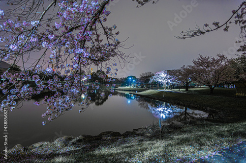 夜桜 photo