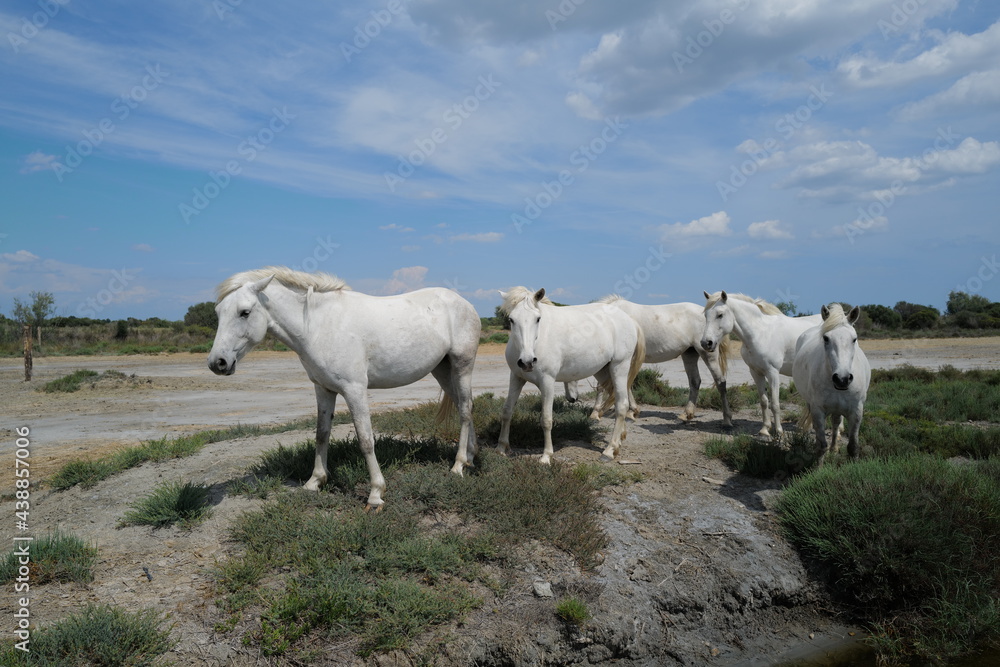 Obraz premium chevaux libres en camargue