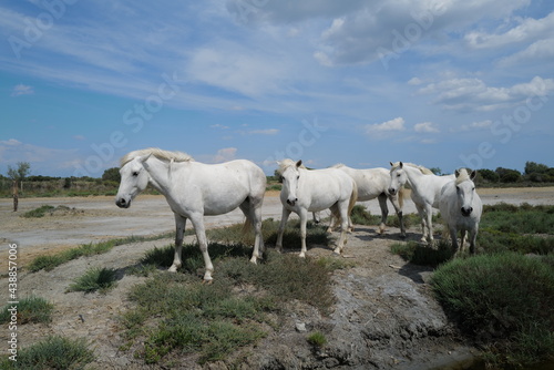 chevaux libres en camargue