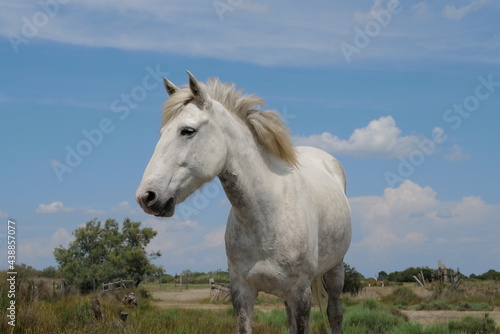 camargue cheval © franz massard