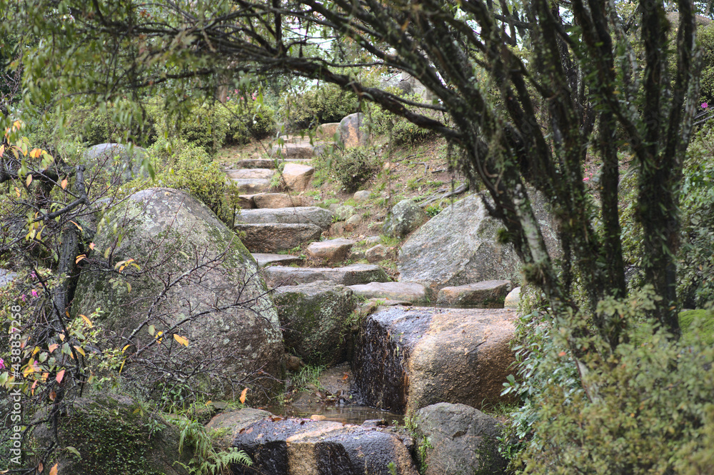 Stone path surrounded by vegetation Stone path surrounded by vegetation