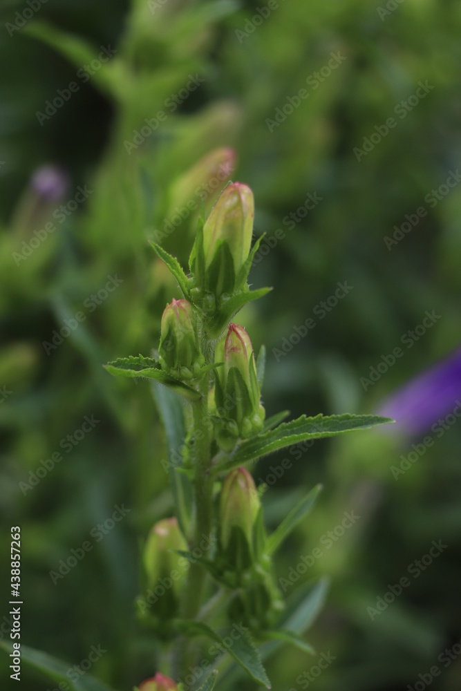Campanula buds in the garden
Campanula buds in the garden