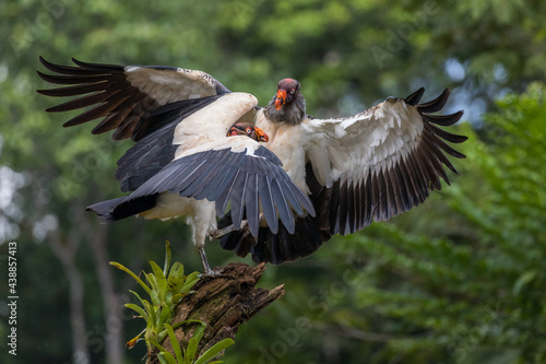 two king vultures compete for a beautiful perch , portrait with full wingspread, against a dark green background
