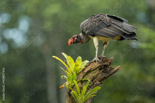 portrait of a king vulture on a beautiful perch, neck low and beady eye staring, costa rica
