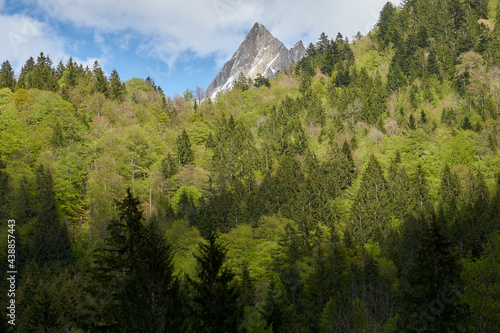 Bergspitzen und Baumspitzen photo