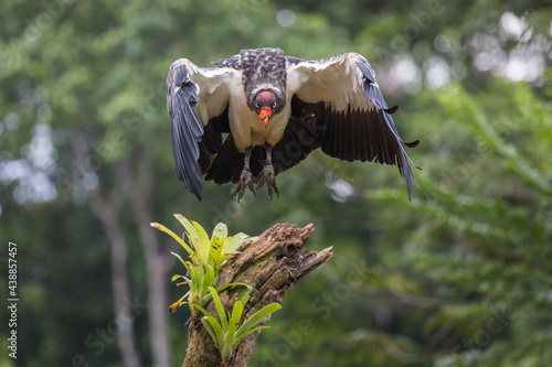a king vulture comes in to land, wings outstretched, on a beautiful perch with plant, costa rica
