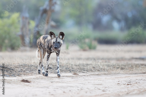 head on Portrait of an African wild dog, lycaon Pictus, at Mana Pools, Zimbabwe